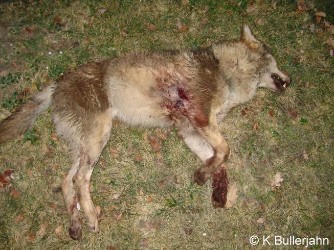 Wertvolle Hinweise wurden womöglich nicht unmittelbar gesichtet. Auch bei dem 2016 in Sachsen-Anhalt getöteten Wolf wurde der Fundort erst nachträglich durch die Polizei in Augenschein genommen.