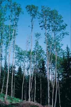reduzieren den Erlös wertvolles, astfreies Holz Nur beim rechtzeitig durchforsteten Baum bilden sich um den astigen Kern