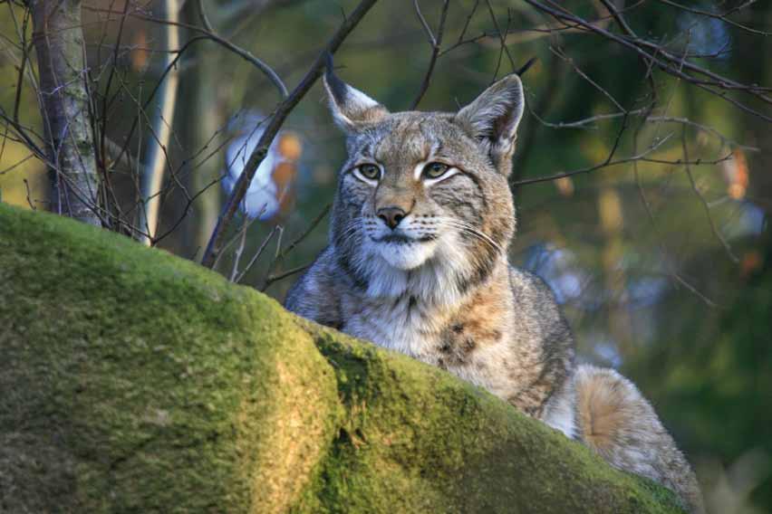 Die Rückkehr des Luchses in den Pfälzerwald bedeutet die Wiederherstellung einer ursprünglichen Lebensgemeinschaft mit ihren vielfältigen Wechselbeziehungen.