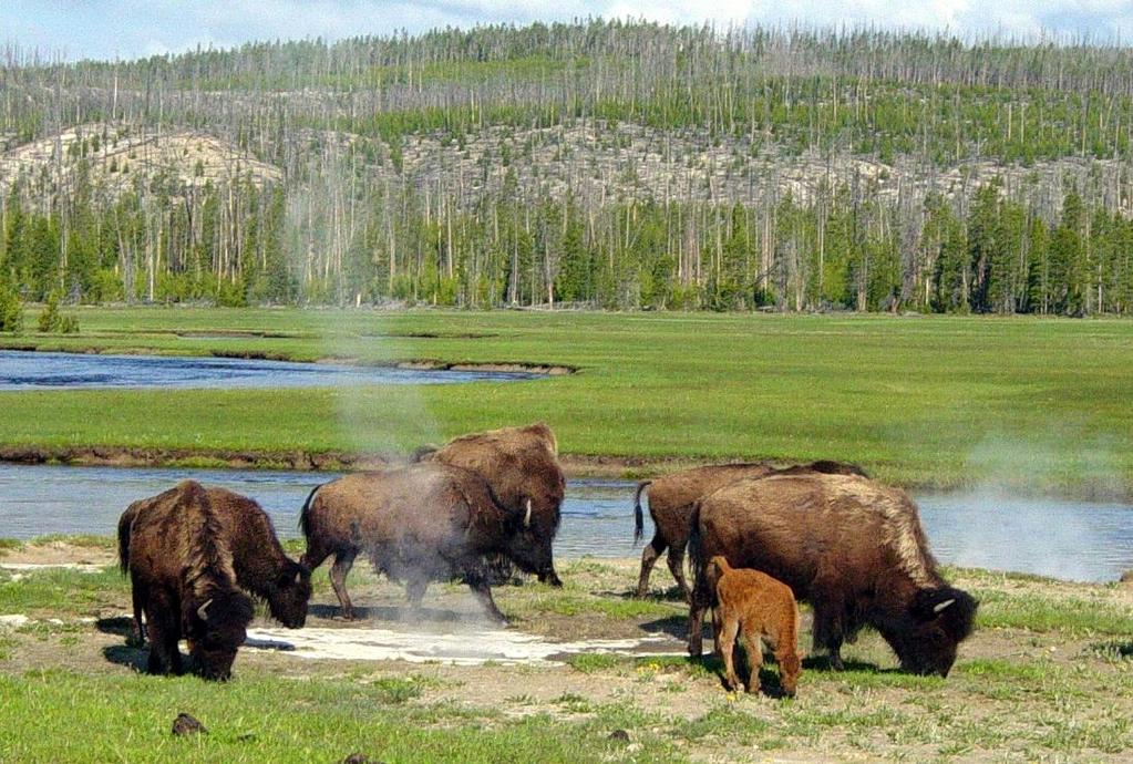 Yellowstone National Park, Wyoming Saison/Klima Ganzjährig geöffnet Hauptbesuchszeit