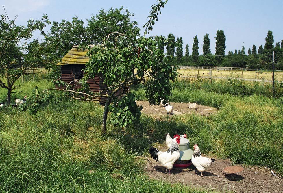 Der Auslauf und seine Gestaltung Hühner brauchen zwar einen Stall, aber am liebsten halten sie sich unter freiem Himmel auf.