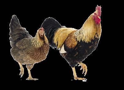 INHALT 4 TYPISCH HÜHNER 5 Hühner kennenlernen 5 Doppelte Freude 5 Unvergessliche Erlebnisse 6 Herkunft des Haushuhns 6 Neue Rassen 7 Natürliche Lebensweisen 8 Das kleine Rassen-Einmaleins 8