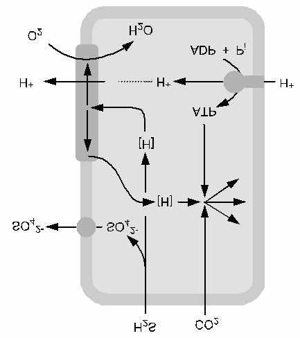 .. Je nach Elektronendonator kann nur Sauerstoff oder auch anderen Elektronenakzptoren genutzt werden Oft gekoppelt mit Verwertung von CO 2 als C-Quelle:
