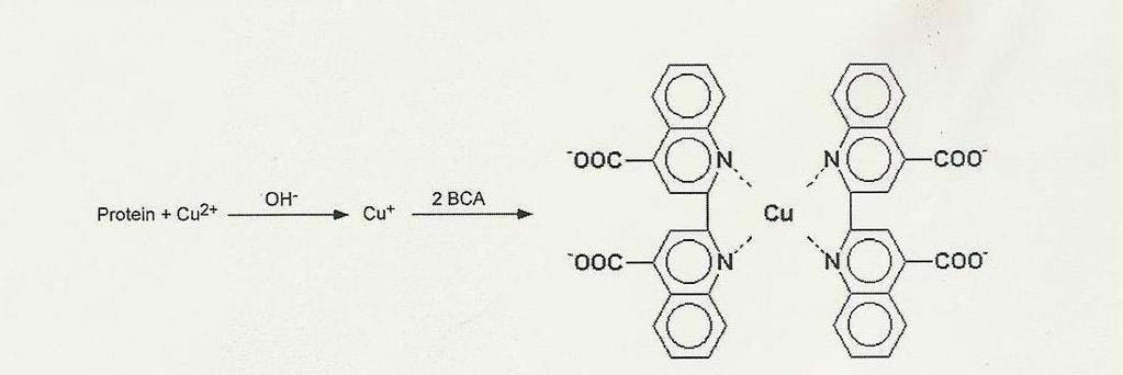 Biuret-/BCA-Methode Der Name Biuret leitet sich von der chemischen Verbindung 'Biuret' dem Carbamoylharstoff (Peptidbindung) ab.