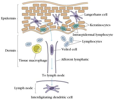 Langerhans-Zelle Keratinozyten Intraepidermale Lymphozyten Lymphozyten >95% T-Zellen