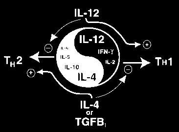 Immunologisches Yin-Yang IgA IgG2a APC stammende IL-12 und TGFβ-1 beeinflussen periphere und Mukosaassoziierte lymphatische Gewebe.