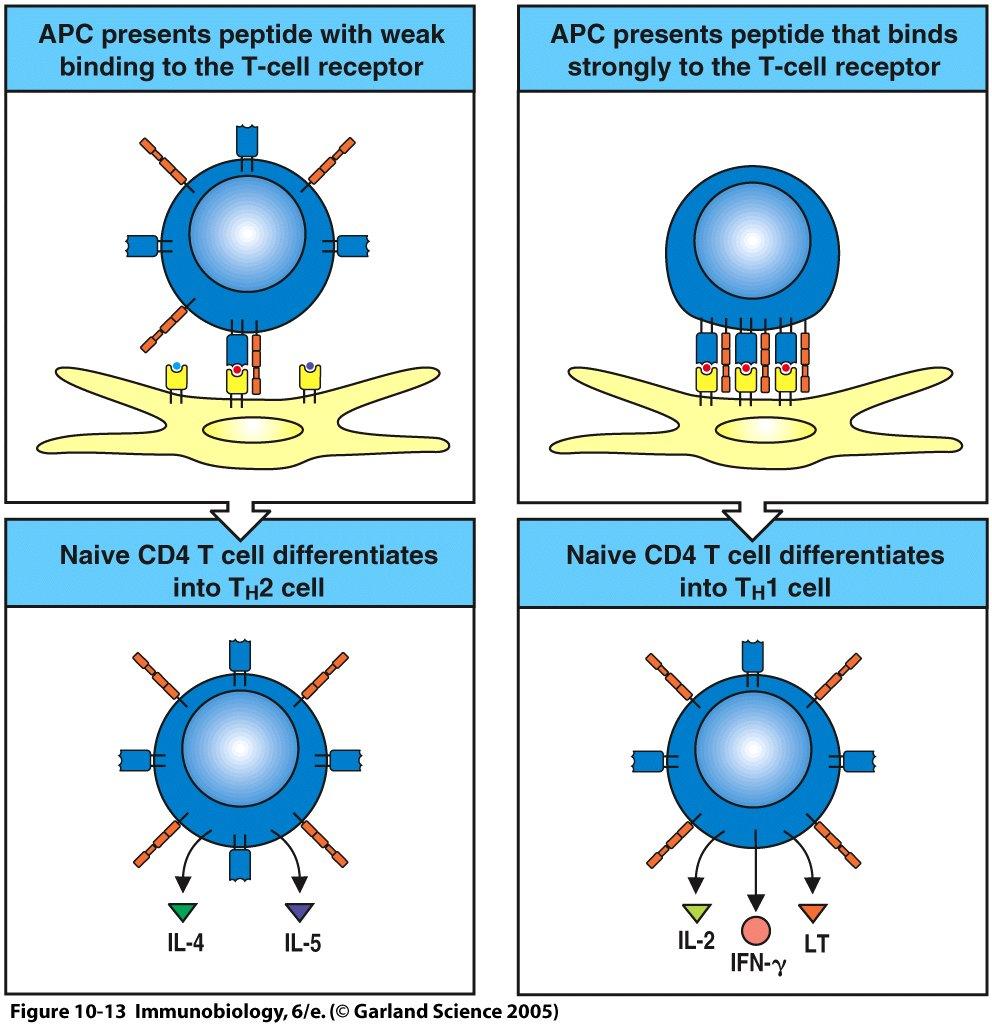 Zwischen APC und T-Zellen entsteht eine schwache Bindung Zwischen APC und T-Zellen entsteht eine starke Bindung