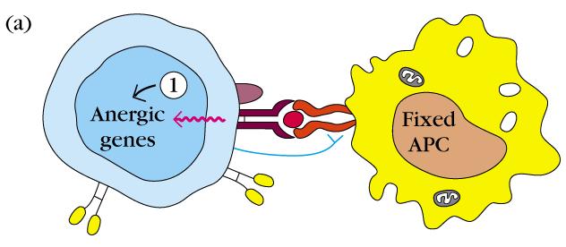 Anergische T-Zelle entsteht