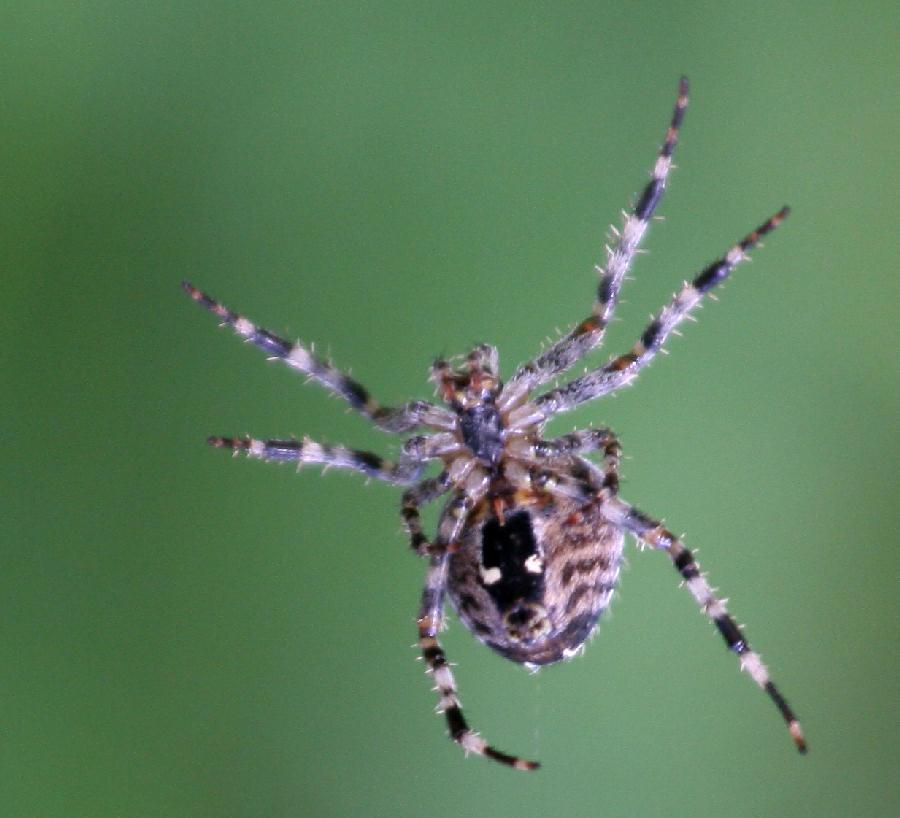 Besonderheiten der Spinnen: - 6 Spinnwarzen am Hinterleib - Spinnen töten Beute durch Giftbiss - äußere Verdauung der Beute - Gift wird