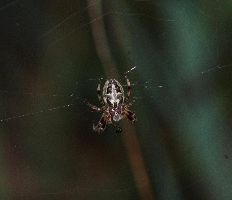 5 b) Beutefang bei Spinnen Spinnen erlegen entweder ihre Beute durch Schnelligkeit und Geschick am Boden oder sie weben ein Fangnetz indem sich die Beute verfängt.