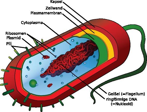 9 Die Bakterienzelle ist eine Procyte Procyten sind Zellen ohne