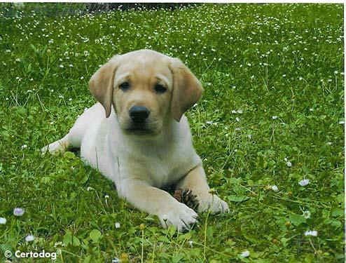 Der Hund im Paragraphendschungel Vorschriften und Papiere für den Hund Kennzeichnung, Registrierung