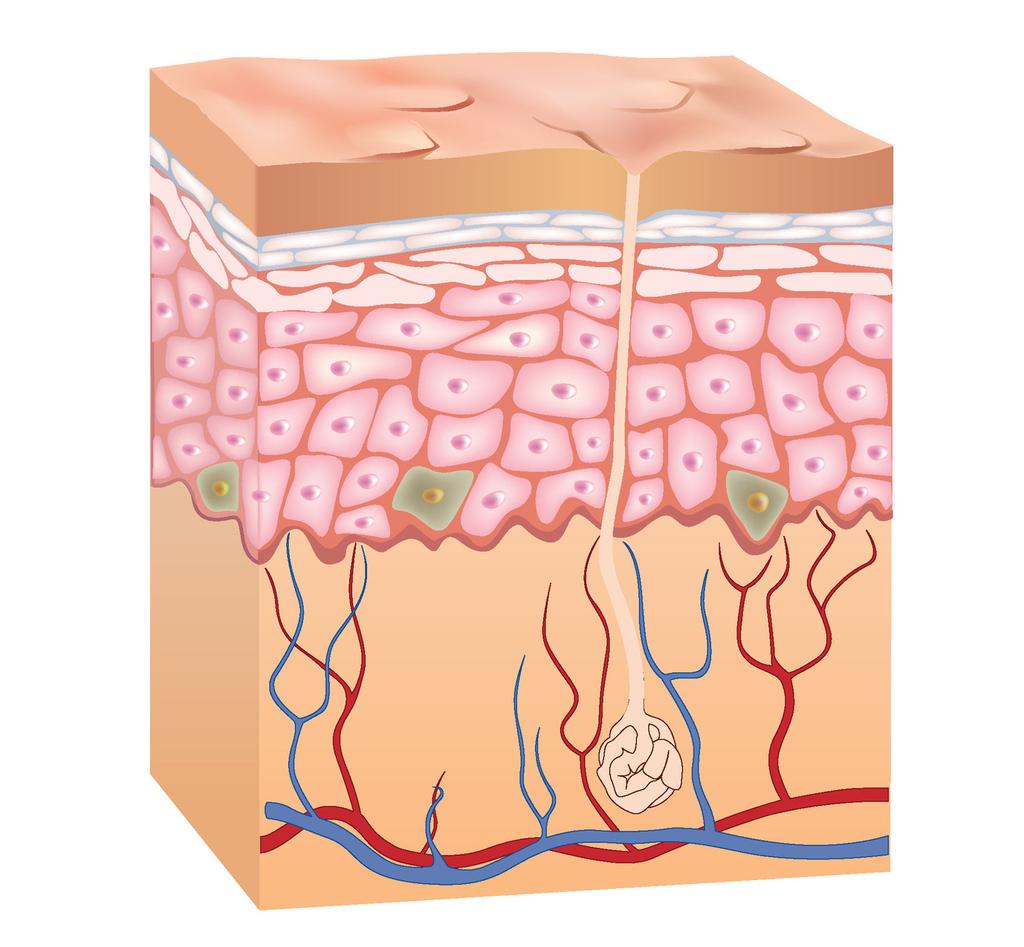 Trennung von der Stammzelle zunächst für sechs bis sieben Tage in dieser untersten Epidermisschicht, dem Stratum basale, und wandert anschließend langsam durch die verschiedenen Schichten der