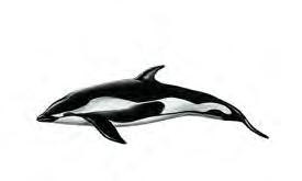 com, getty images, mauritius, okapia, corbis Chinesischer Weißer Delfin Sousa