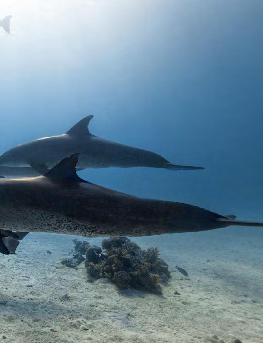 Das Riff der S chlafenden Delfine Das Rote Meer bei Hurghada gilt als das beste Freiluftlabor der Welt zur Erforschung von wildlebenden Delfinen.