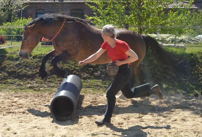 Horse Agility: Eine großartige Möglichkeit, sein Pferd