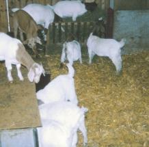 Schafe und Ziegen Die Möglichkeit zu ist in der Haltung von Kleinwiederkäuern vom Platzangebot und der Gestaltung und Einrichtung des Stalles abhängig.