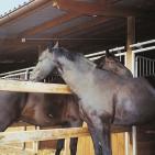Gerittene oder gefahrene Pferde müssen zusätzlich an mindestens. 13 Tagen pro Monat mehrstündigen Auslauf im Freien erhalten, alle anderen Pferde täglich. Das Pferd ist ein Herdentier.
