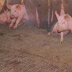 Mutterschweine, Ferkel, Mastschweine, Eber NUTZTIERE Die Möglichkeit zu ist in der Schweinehaltung ist vor allem vom Aufstallungssystem abhängig.