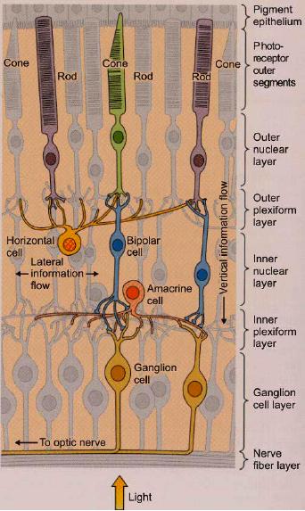 Menschliches Farbensehen Die menschliche Retina enthält 3 Typen farbsensitiver Zellen: L-, M- und S-Zäpfchen.