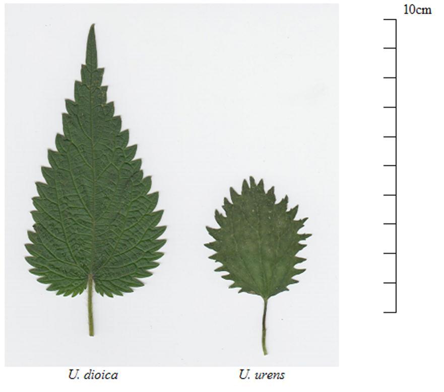 174 Anmerkung Von den genannten Merkmalen kann es Ausnahmen geben: Bei Jungpflanzen, jungen Trieben oder kleinen Seitentrieben von Urtica dioica können sich Blätter entwickeln, die einen gestutzten