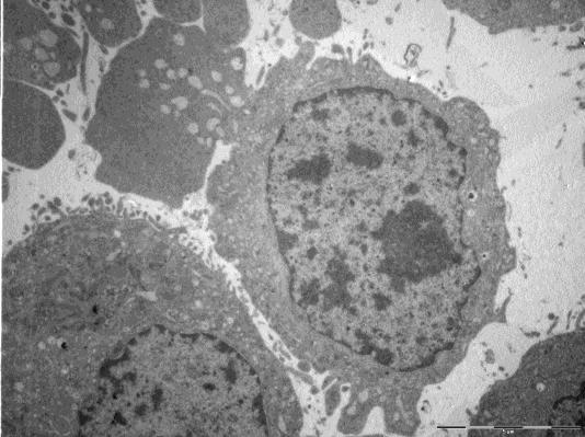 A und B zeigen das Austreten des Zytosols aus den Zellen. In C ist die brüchige Zellmembran durch einen schwarzen Pfeil markiert.