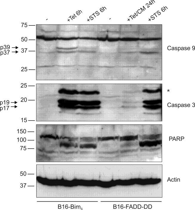 Ergebnisse 3.1.5 Caspasenaktivität Abbildung 20 zeigt die Aktivierung des mitochondrialen Apoptoseweges in B16Bim S -Zellen durch Induktion von Bim S für 6 h mit Tetracyclin (Tet).
