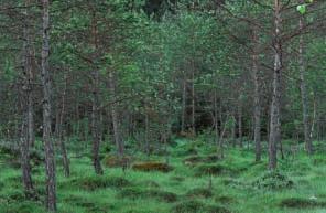 Wälder Natürliche Dynamik Die Entwicklungszeiten für saure Moorwälder sind im Allgemeinen sehr lang.