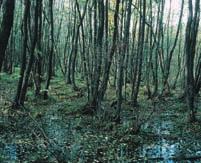 Wälder Abb. 81: Biotop Schludernser Au Gefährdung, Nutzung, Pflege Wie andere Laubwälder werden auch Auenwälder als Niederwälder genutzt.