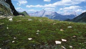 Natürliches und naturnahes Grasland Vorkommen In allen Naturparks und im Nationalpark auf Silikat in Höhen zwischen (1.700) 2.000 und 2.600 (2.800) m.