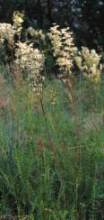 Weitere Arten: Achillea millefolium agg.