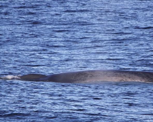 Blauwal (Balaenoptera musculus) Länge: 24-27 m, Gewicht: 100-120 t Der Blauwal ist das größte Tier der Erde und er kommt in allen Meeren und Klimagebieten vor.