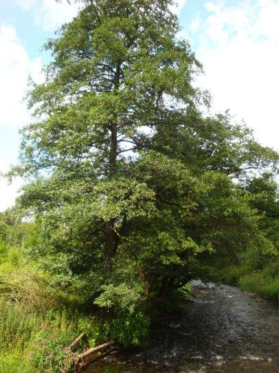 Schwarzerle (Alnus Glutinosa) Grundwasserzeiger Quellige Standorte Pionierbaumart auf Nassstandorten Entlang von Bach- und Flussläufen Charakterbaumart der Weichholzaue