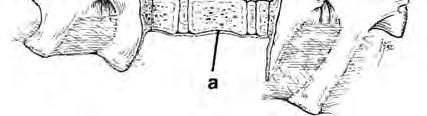 Das Rückenmark erstreckt sich vom ersten Halswirbel bis in das Kreuzbein.