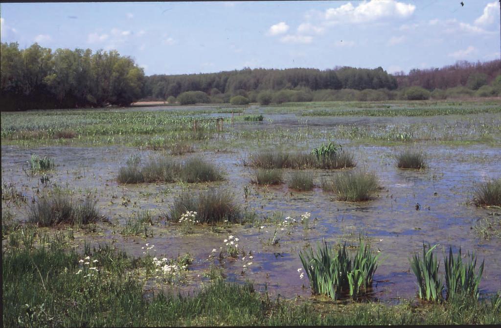 Konzepte: Natürlicher Wasserrückhalt (Hochwasserdynamik) Bedeutung für Biodiversität Beispiel