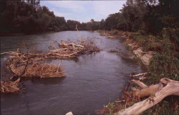 Genist, Totholzablagerungen in Fluss und Aue haben