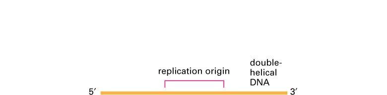 Origin of replication (ORI) 06_05_replic.origin.