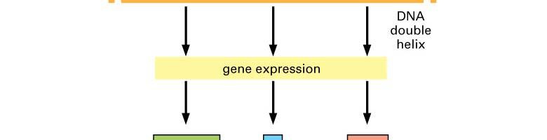 Übertragung der Information von den Genen auf die Proteine