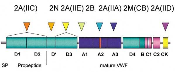 19/27 Standardisierte VWS-Diagnostik Abb. 6 Mutationen, die ein VWS Typ 2 induzieren (dreieckige Pfeile: betroffene Domänen).