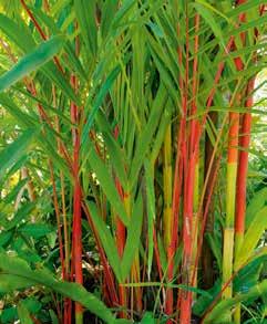 Bambus Jiuzhaigou (Fargesia) Seine Farbintensität ist abhängig von Standort, Bodenbeschaffenheit und