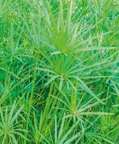 19 27 27,95 27,95 3,95 Zyperngras (Cyperus papyrus) Die dekorative Pflanze hat einen hohen Wasserbedarf und besticht