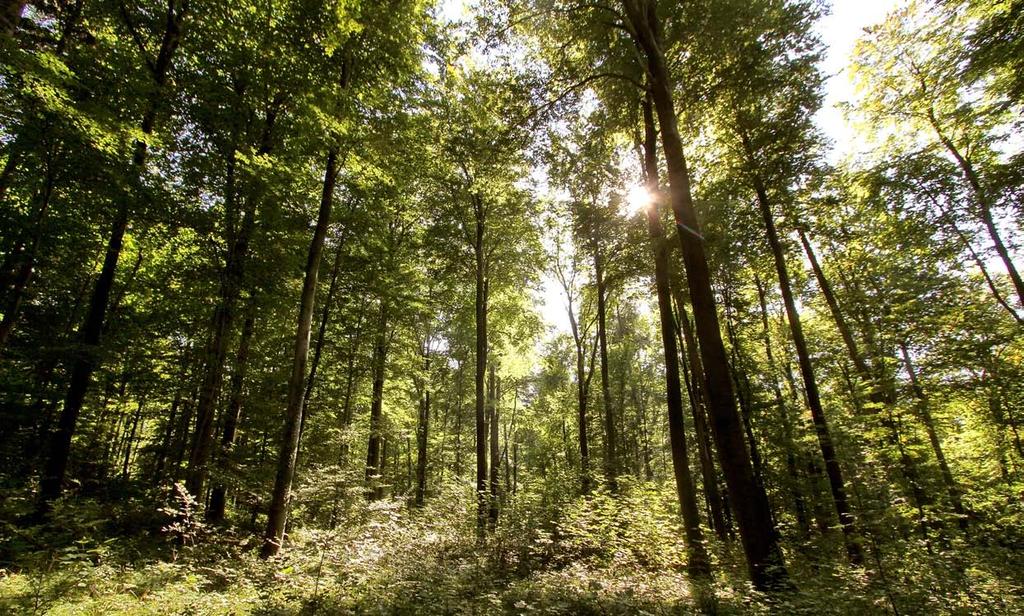 PFLEGE UND BEWIRTSCHAFTUNG DES WALDES IN EINER HAND Bei der Stadt Karlsruhe ist die Abteilung Forst im Liegenschaftsamt Ihr kompetenter Ansprechpartner für alle Fragen rund um den Wald.