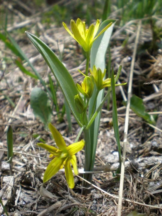Flora Besonderheiten / Particolaritá Gagea lutea (L.) Ker Gawl.