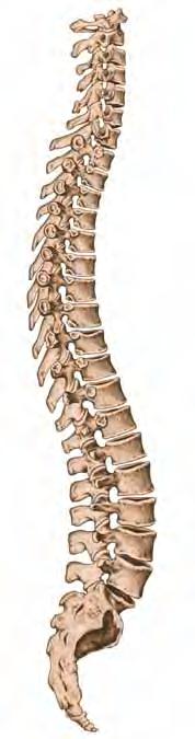 Brustwirbel) die Wirbelsäule Funktion: Die Wirbelsäule...... dient als Stützorgan Lendenwirbelsäule (5 Lendenwirbel)... bietet Schutz für das Rückenmark Kreuzbein.