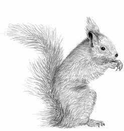 DIETRICH DOLCH: DIE SÄUGETIERE DES EHEMALIGEN BEZIRKS POTSDAM 31 Abb. 32 Eichhörnchen Zeichnung: D. Dolch Eichhörnchen gehört zu den Säugetieren, denen wenig Aufmerksamkeit geschenkt wird.