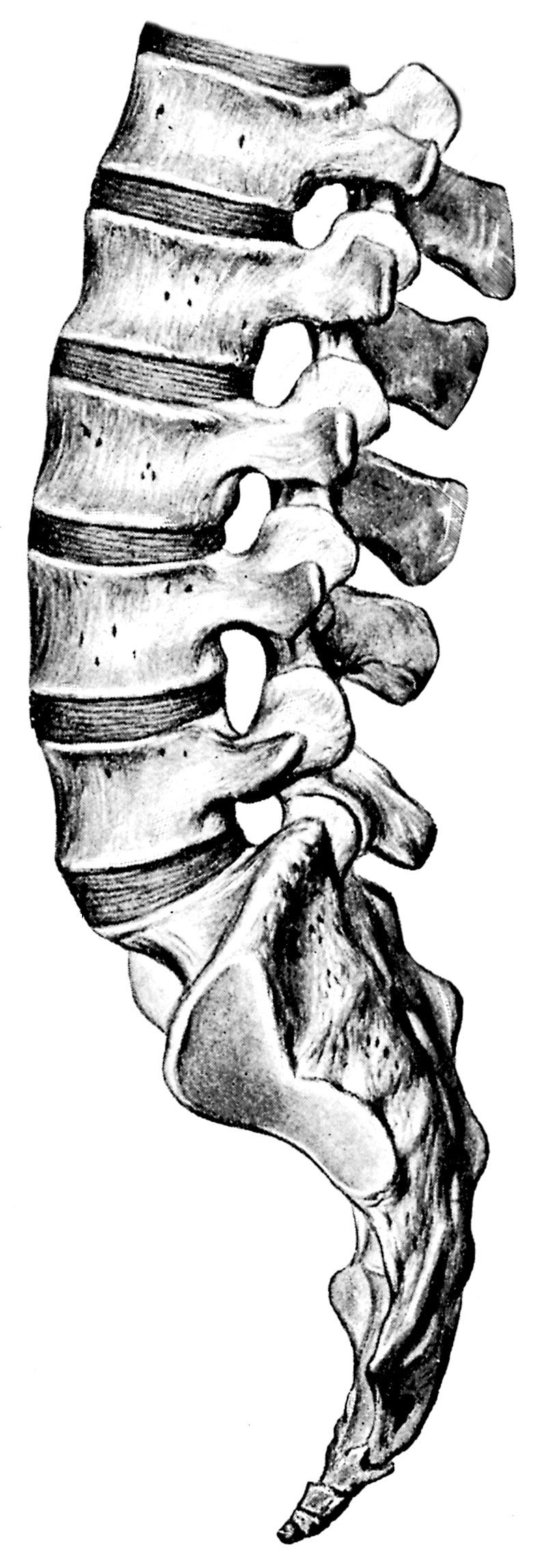 8 Abb. 1: Darstellung der Lagebeziehungen zwischen den Foramina intervertebralia und den Bandscheiben der Lendenwirbelsäule.
