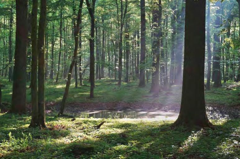 Entwicklung der Waldbewirtschaftung in NRW Konzept für eine ökologische Waldbewirtschaftung des Staatswaldes in NRW (