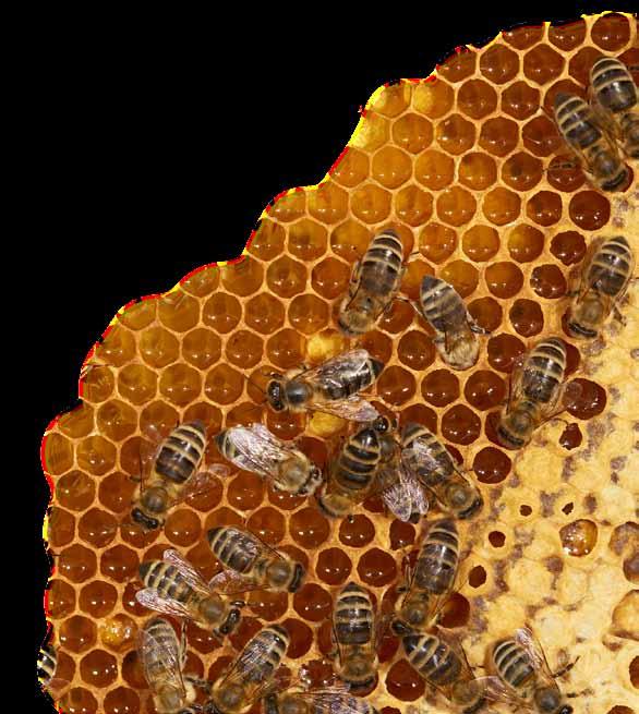 Gesundes aus dem Bienenstock Propolyptus - Propolis Saft 3% Ideal in der kalten Jahreszeit, bei Wetterumschwung oder wenn sich eine Erkältung ankündigt.