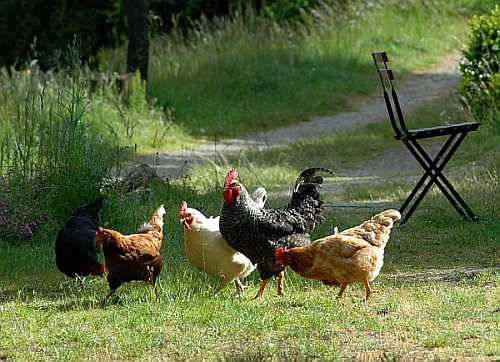 Zwiehühner vereinen gute Legeleistung und guten Fleischansatz Damals wurden auch die ersten Züchtervereinigungen gegründet. Ziel war die Züchtung robuster, anspruchsloser Landhühner.