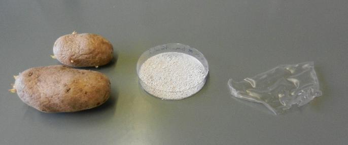 Abbildung 6: Getrocknete Stärke Teilversuch 2: Kunststoffherstellung aus Kartoffelstärke Materialien: Dreihalskolben Rückflusskühler Magnetrührer Heizpilz Plexiglasplatte Glycerin (85%) Salzsäure